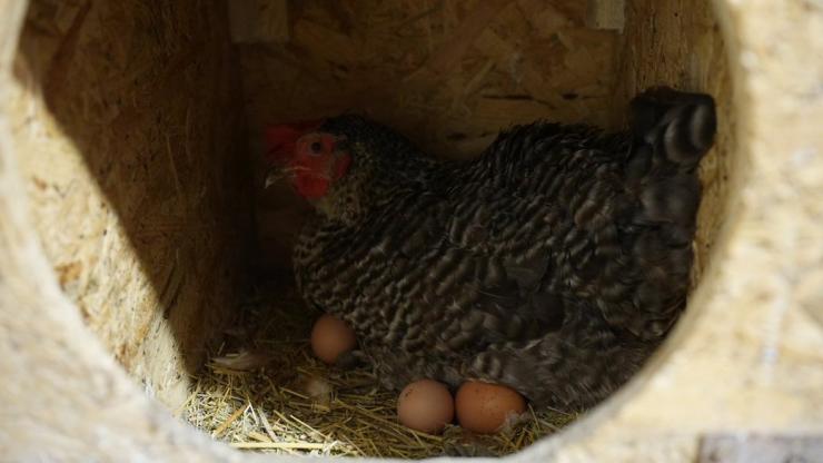 Господарство