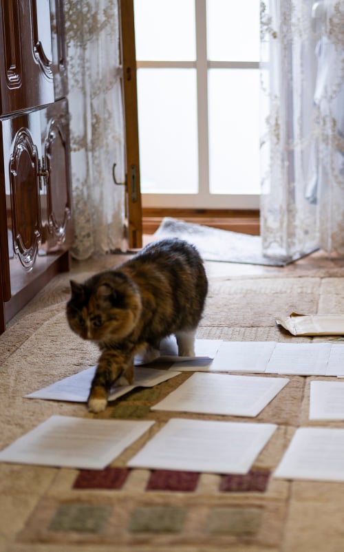 кішка ходить по рукопису