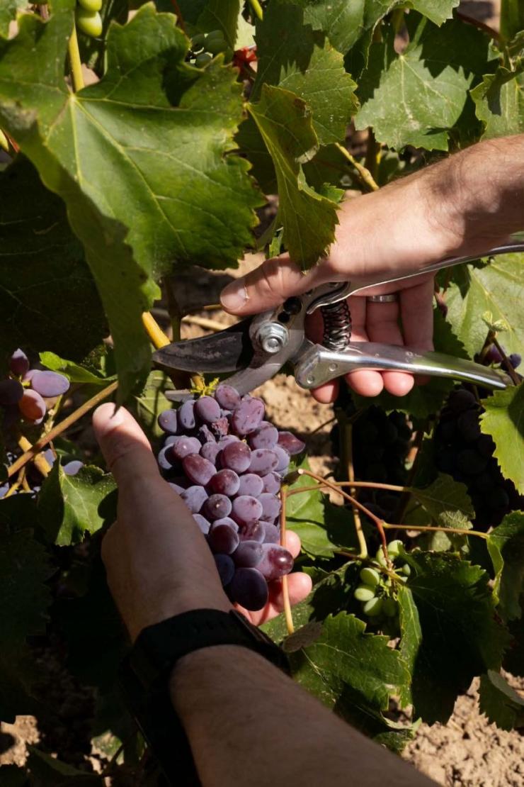 Lehlych Winery