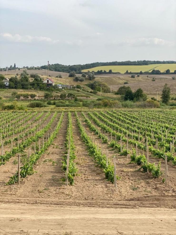 Lehlych Winery