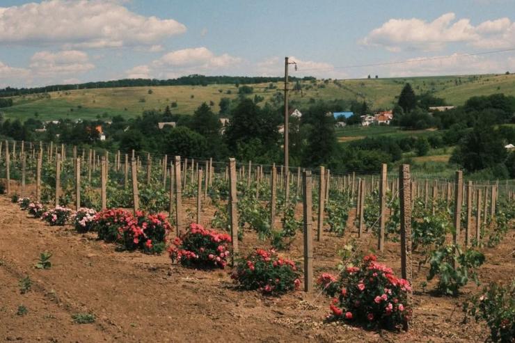 Lehlych Winery