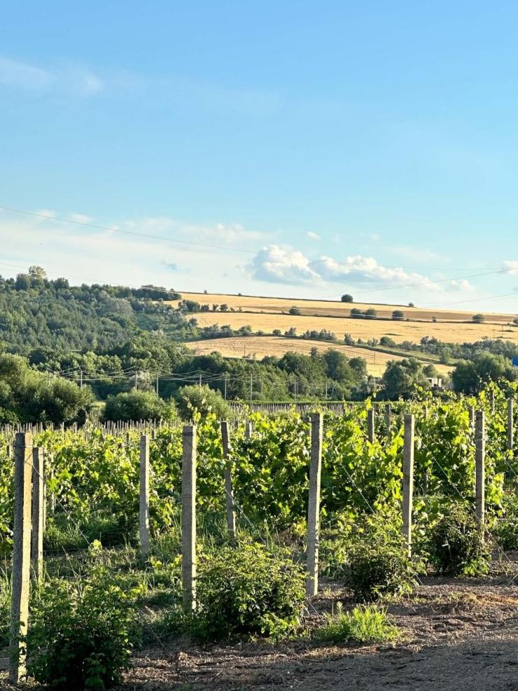 Lehlych Winery