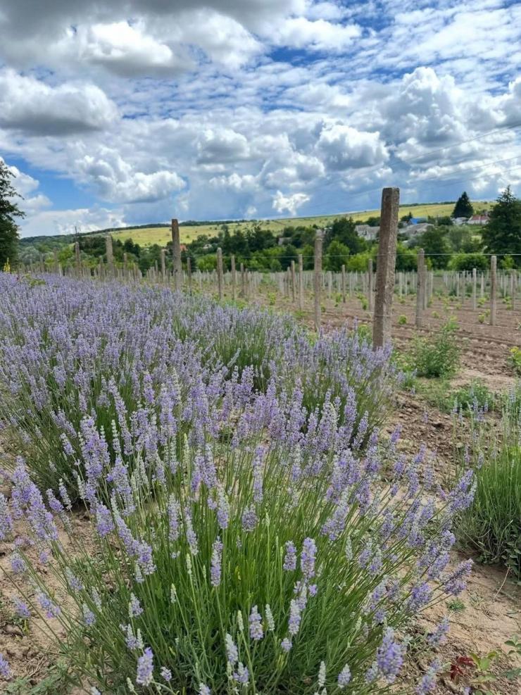 Lehlych Winery