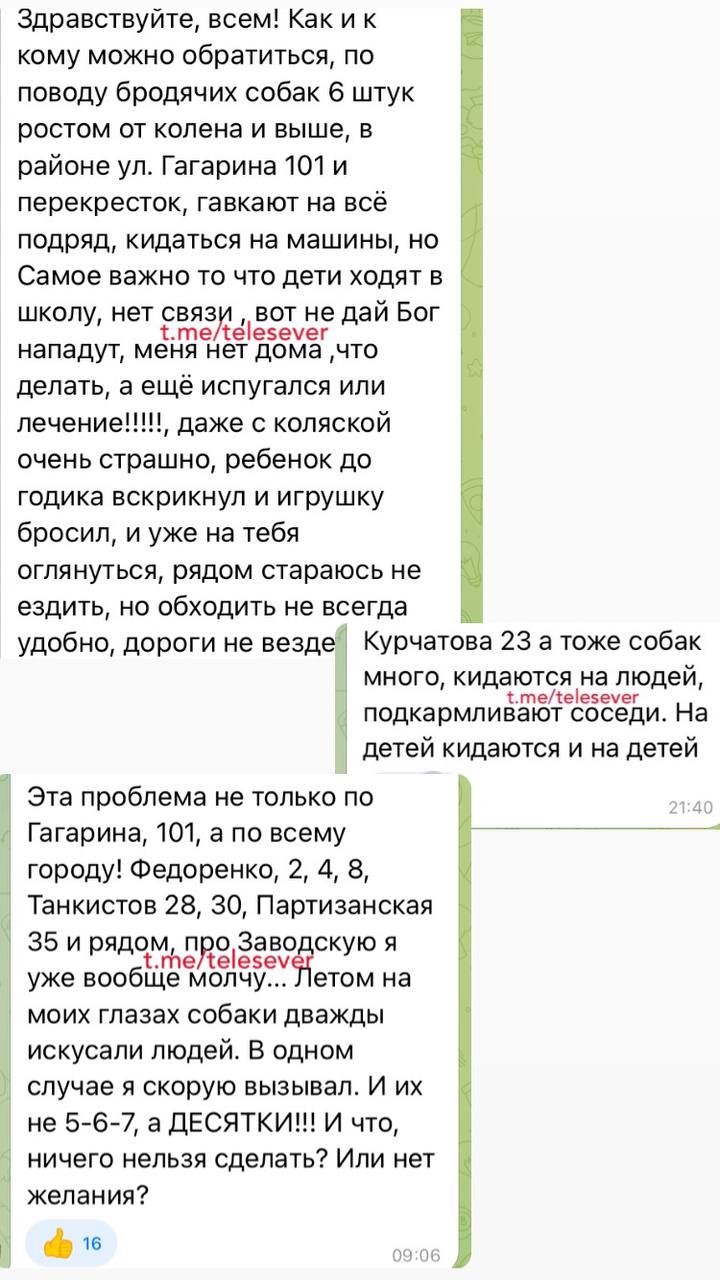 собаки