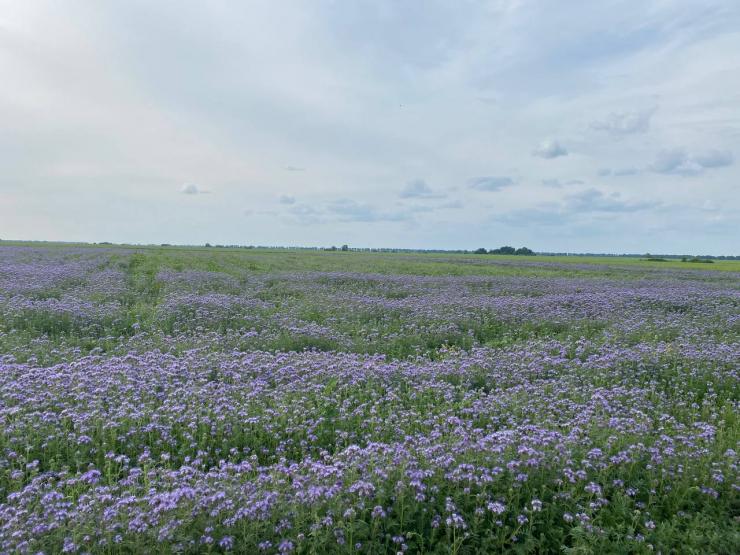 фацелія