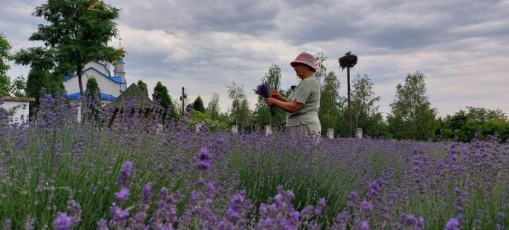 Пані Євдокія на своєму лавандовому городі. Суспільне Черкаси/Тетяна Омелян